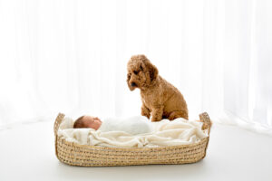 Woking newborn photographer, Surrey newborn photographer, Newborn and dog photoshoot